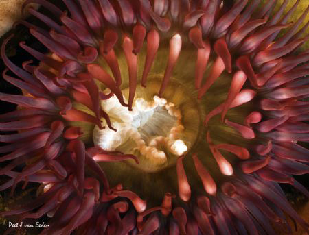 Plum colour  anemone at Star walls a premium dive site in... by Peet Van Eeden 