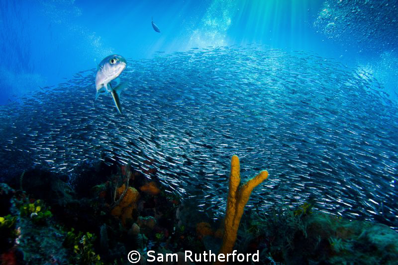 Bait ball against a backdrop of deep blue sea and sun rays by Sam Rutherford 