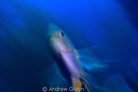 Damselfish - experimenting with macro long exposure. No p... by Andrew Green 