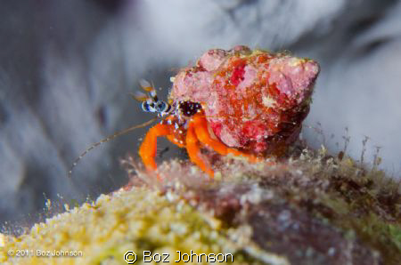 Red Reef Hermit Crab by Boz Johnson 