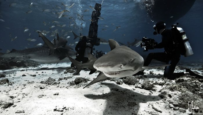 The large Tiger Shark in the background cause the curious... by Steven Anderson 