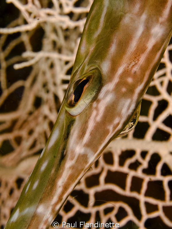 A friendly trumpetfish stayed with me for a while. I like... by Paul Flandinette 