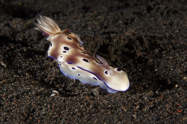 TURBULENCY

..there was a strong current but the Nudibr... by Jörg Menge 