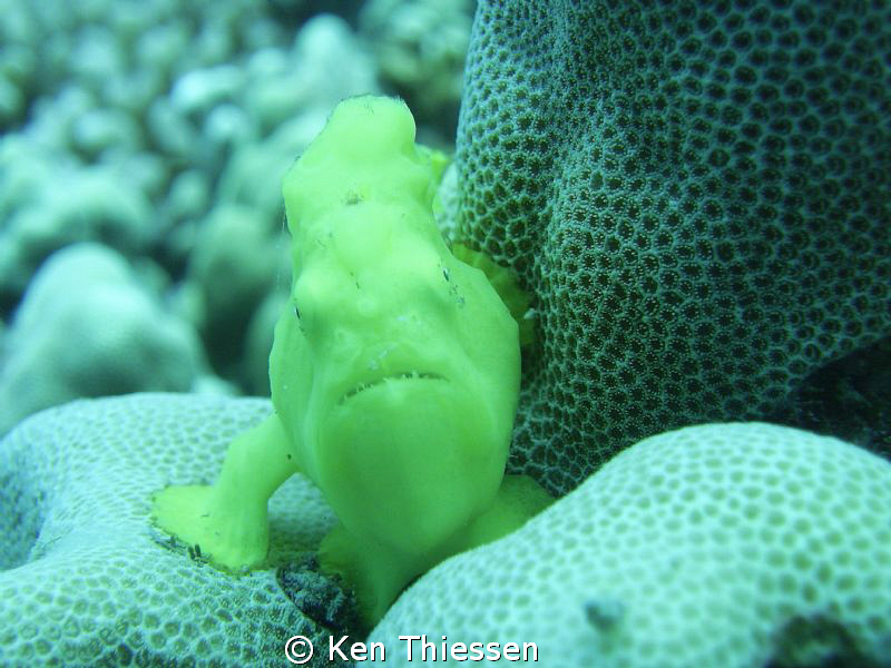 Juvenile Frogfish by Ken Thiessen 