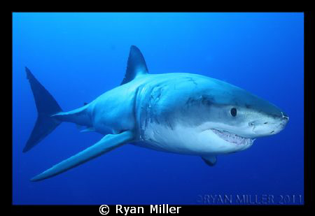 White Shark at Isle De Guadalupe Sept 2011 by Ryan Miller 