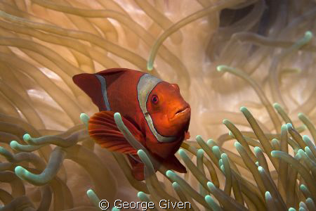 This Spinecheek Anemonefish was photographed off Bangka I... by George Given 