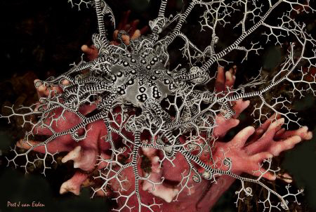 Basket star on  cold water noble coral , Atlantic Ocean, ... by Peet Van Eeden 