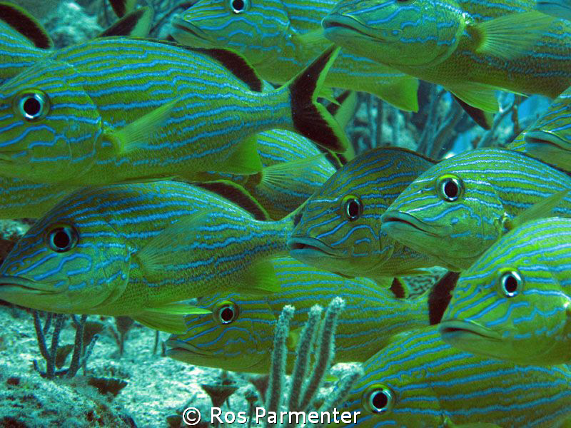 These Blue striped grunts were posing for us at the dive ... by Ros Parmenter 