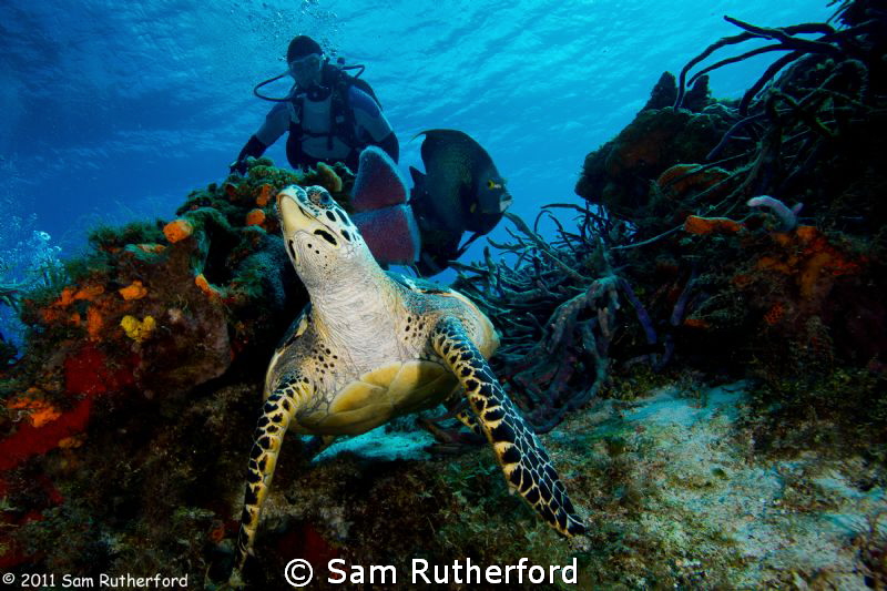 Turtle looking over shoulder by Sam Rutherford 