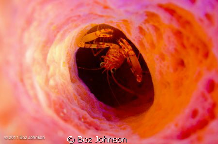 Peppermint shrimp in Tube sponge by Boz Johnson 