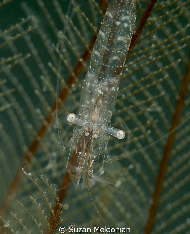 The intracacies of a miniature clear shrimp. This animal ... by Suzan Meldonian 