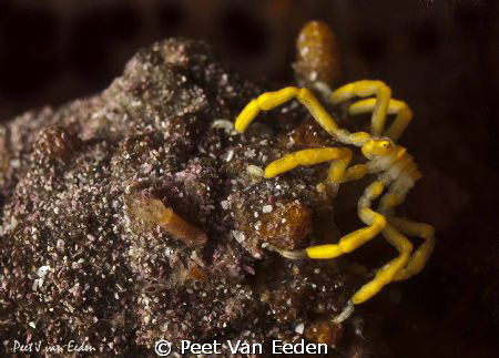 Rare yellow sea spider at Boat Rock, False Bay, South Africa by Peet Van Eeden 