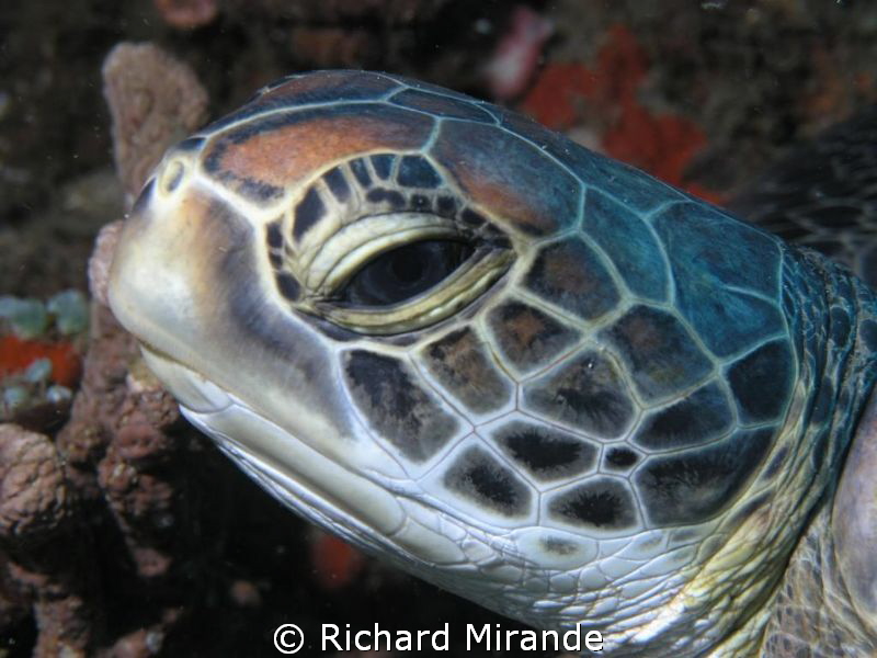 Turtle eating a sponge by Richard Mirande 