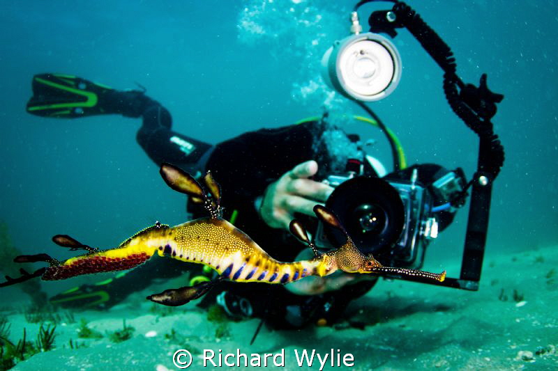 Good friend from Bay Play photographing male weedy seadra... by Richard Wylie 