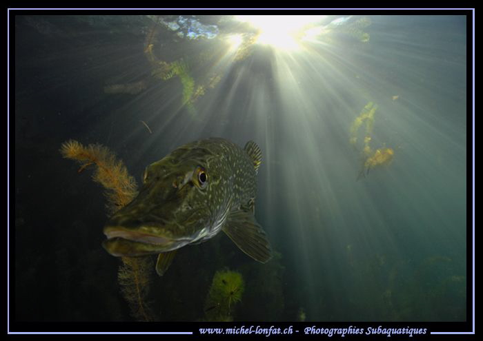 Pike Fish in the sunlight... :O)... by Michel Lonfat 