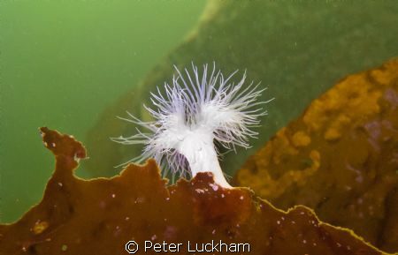 A small white plumose at 30fsw nicely illuminated from th... by Peter Luckham 