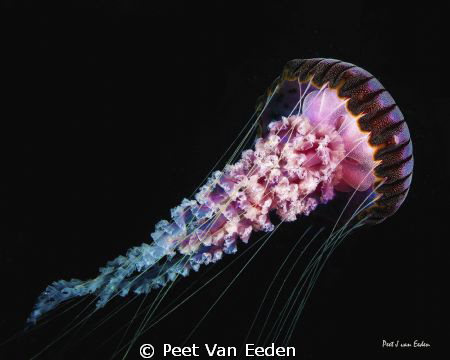 Compass Jellyfish at safety stop near Atlantis divesite, ... by Peet Van Eeden 