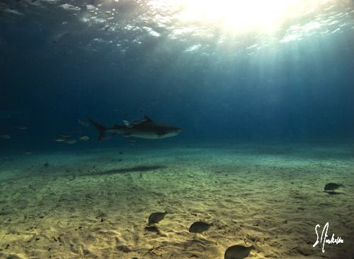 Tiger Shark disappears into the sunset at Tiger Beach - B... by Steven Anderson 