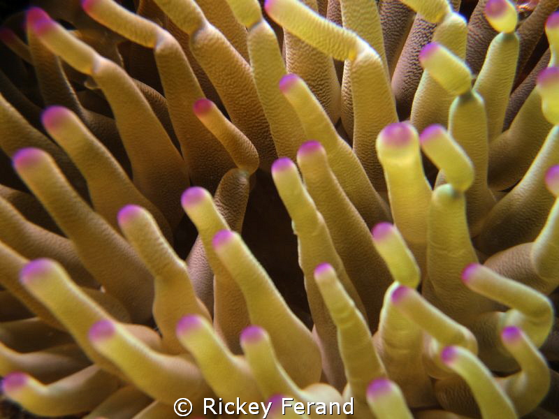 Pink Tipped Anemone by Rickey Ferand 