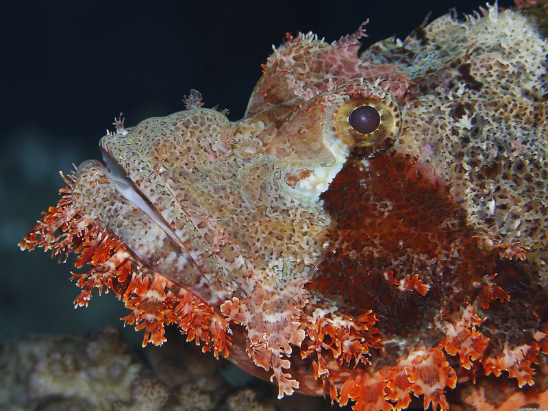 Scorpion fish taken with Canon macro lens EF 100mm. by Charly Kotnik 