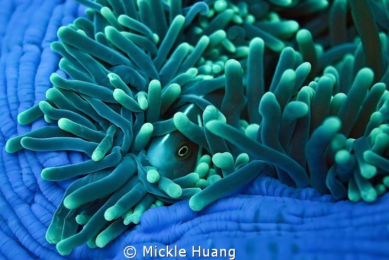 HIDE AND SEEK
Pink anemonefish
Tulamben Bali by Mickle Huang 