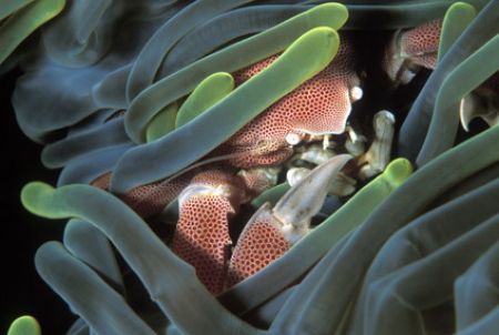 Porcelain crab peers out from his safe haven. taken with ... by Fiona Ayerst 