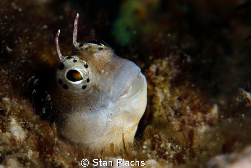 another small blenny under +16 diopter by Stan Flachs 