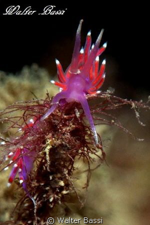 flabellina by Walter Bassi 