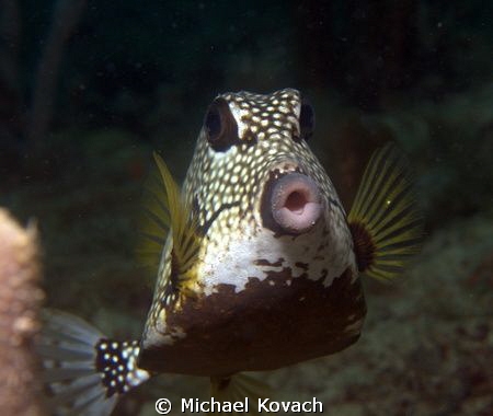 Smooth Trunkfish on the Ledge of Turtles by Michael Kovach 