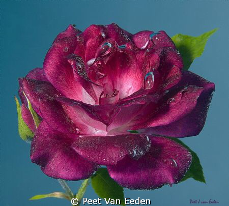 Underwater rose. Prevailing South Easter winds may force ... by Peet Van Eeden 