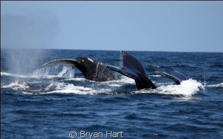 Whale tail - 3 humpbacks cruzing at Sodwana whilst en rou... by Bryan Hart 