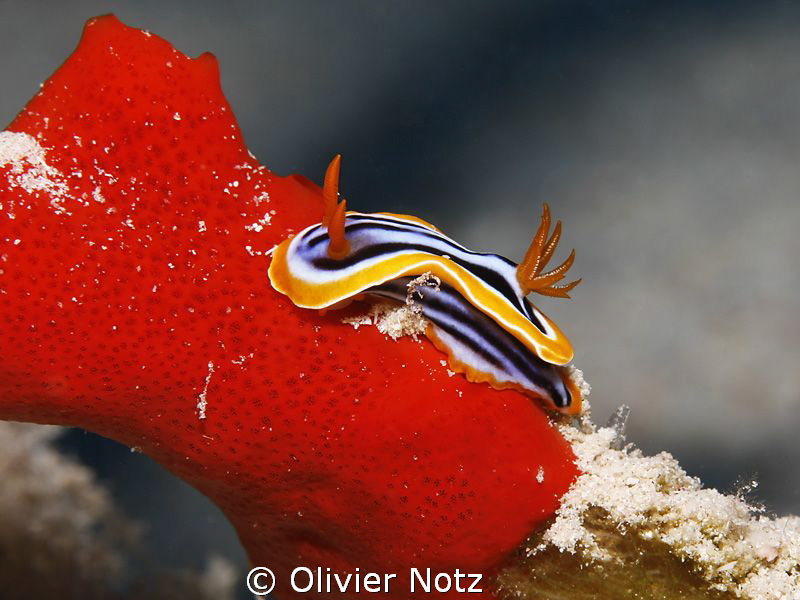 small Chromodoris quadricolor, around 2 - 3 cm on a red s... by Olivier Notz 