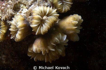 Smooth Flower Coral on the Big Coral Knoll off the beach ... by Michael Kovach 