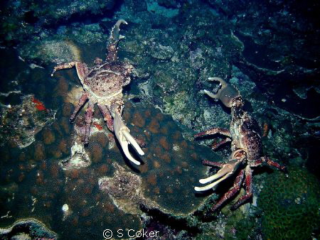 These 2 channel crabs look like they are fixing to see wh... by S Coker 