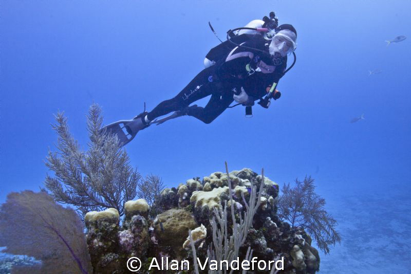 Diver at Randy's Gazebo,Little Cayman. by Allan Vandeford 