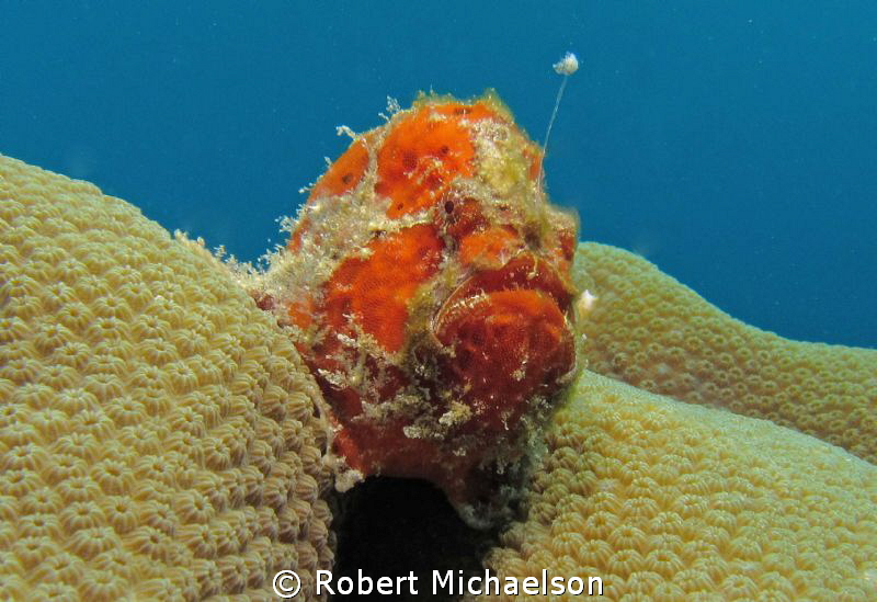 Long lure frogfish just off the dock at Capt Don's, Bonaire by Robert Michaelson 