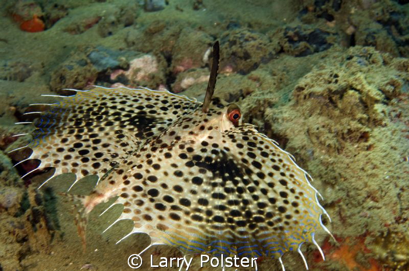 Flying Gurnard with his mast up.

 by Larry Polster 