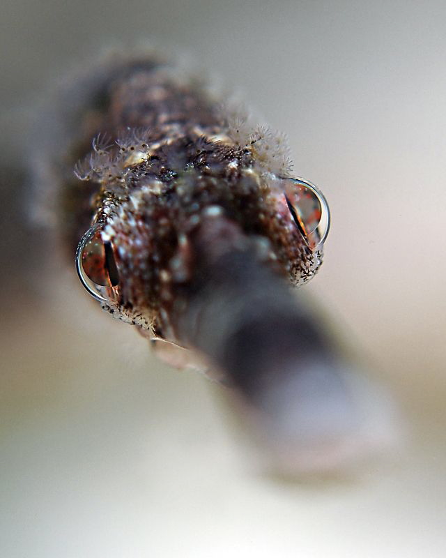 "Pipefish Portrait" by Henry Jager 