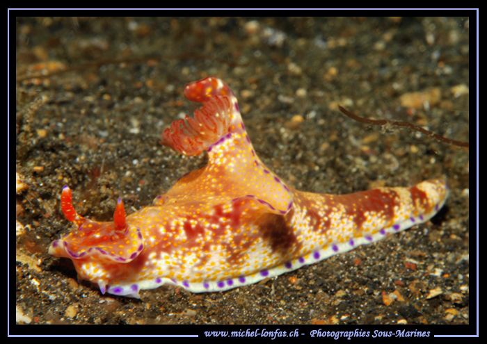On the sand of Lembeh Strait... :O)... by Michel Lonfat 
