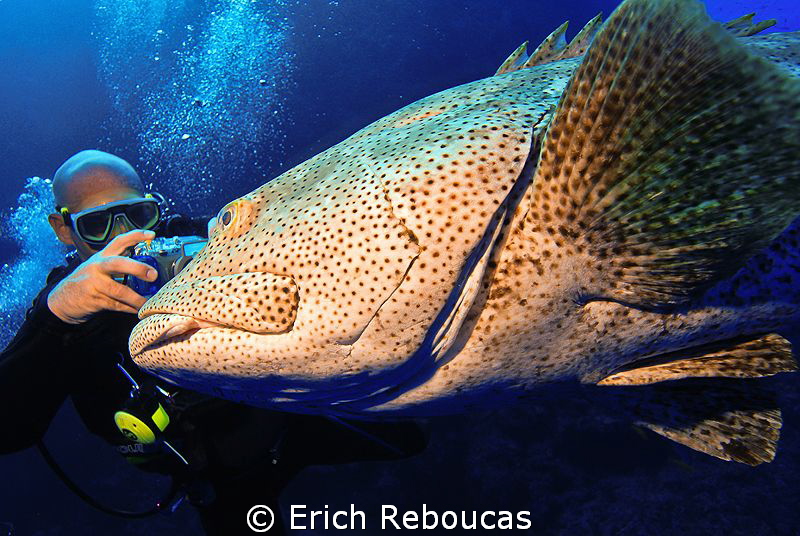 Giant grouper and photographer by Erich Reboucas 