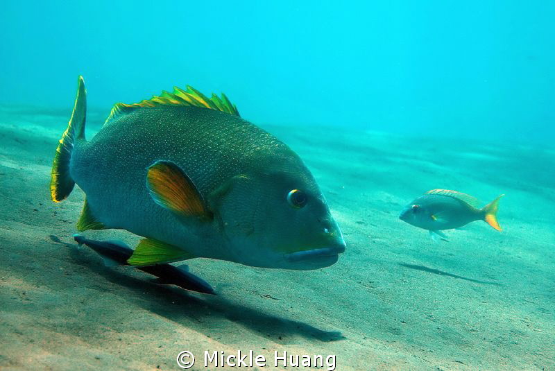 BIG FELLOW
A very big Blubberlip Snapper followed by a s... by Mickle Huang 
