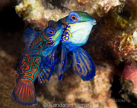 Mating mandarinfish were taken on a dusk dive in Lembeh S... by Kandace Heimer 