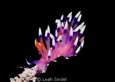 Flabellina on a limb by Leah Sindel 