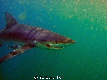 Blue shark off the coast of Rhode Island. by Barbara Toll 