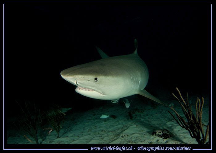 Tiger Shark during a night dive at Tiger Beach.... :O)... by Michel Lonfat 