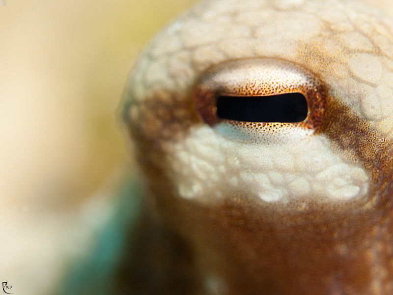 Octopus eye in "Bokeh" style :-) 60mm makro lens, ISO 200... by Rico Besserdich 