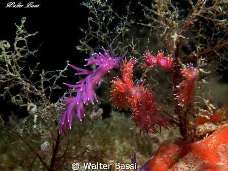 Meeting nudibranch by Walter Bassi 