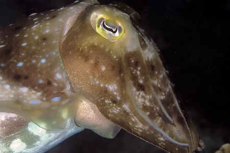 Cuttlefish portrait from Mabul. Nikon D70, 105mm lens & I... by Beverly Speed 