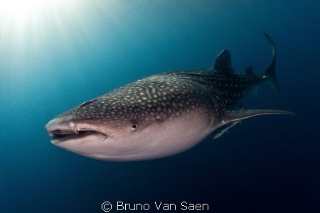 Whaleshark by Bruno Van Saen 