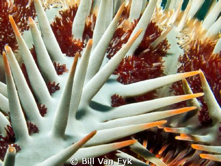 Close up of a crown of thorns starfish by Bill Van Eyk 